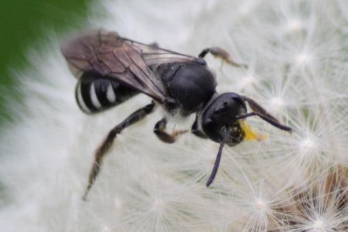 Lasioglossum sp.